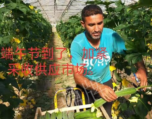 蔬菜種子種植戶客戶點評-羨慕！每公斤24元，“優(yōu)比1號”在法國的表現(xiàn)…