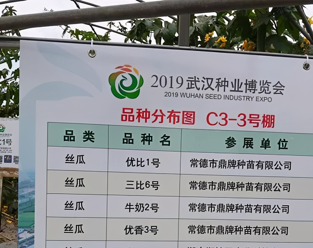 這個絲瓜畝產(chǎn)可達(dá)8000公斤，菜農(nóng)2021年致富的絲瓜品種
