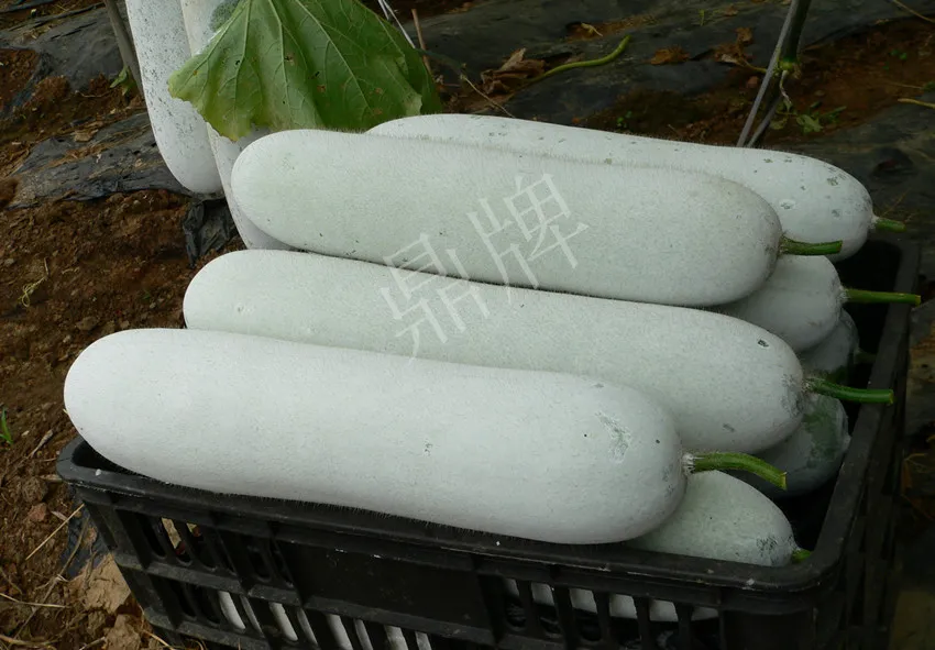 這個(gè)品種太優(yōu)秀了！耐儲(chǔ)耐運(yùn)，適合大面積種植，菜農(nóng)瓜販都喜歡