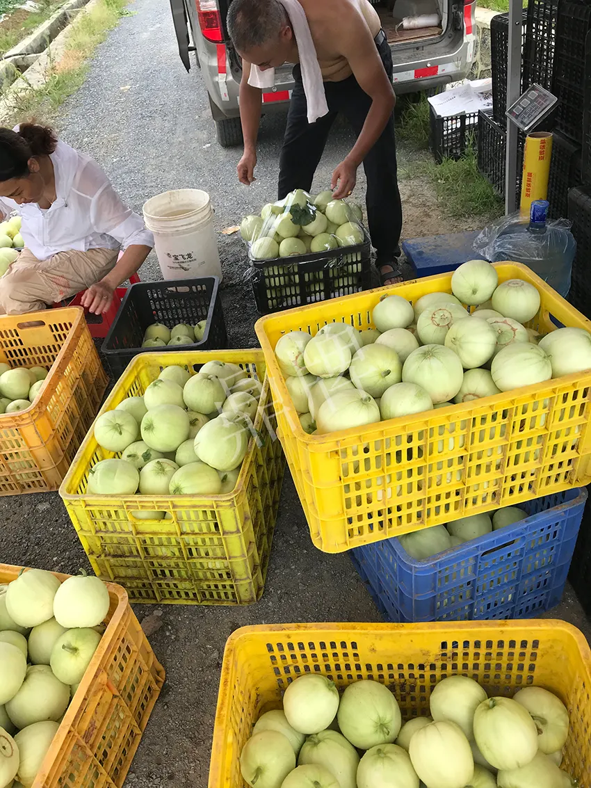 郴州農(nóng)戶種植新品種，果實(shí)又香又甜，很好賣