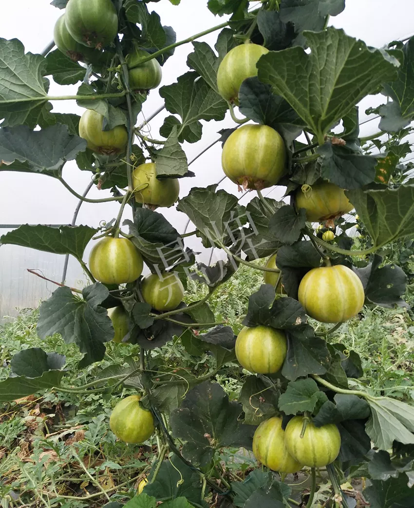 一株坐果15個(gè)，6元1斤，好賣(mài)得很