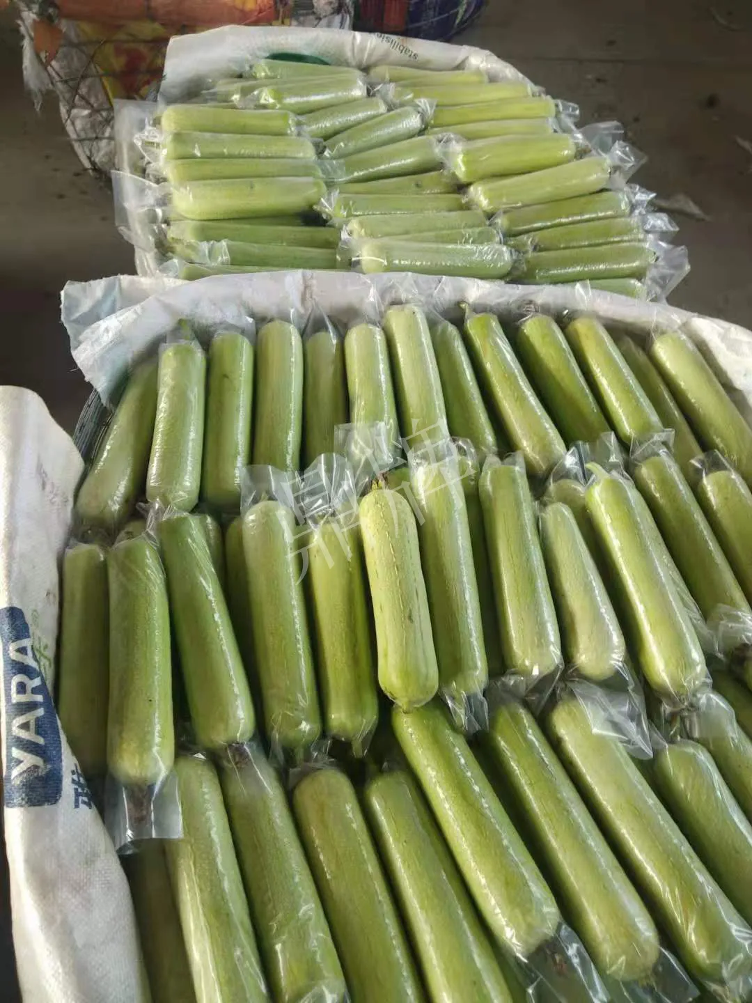 這個(gè)絲瓜每畝能掙3萬，沒種植的農(nóng)戶后悔得拍大腿
