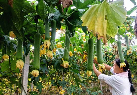 蔬菜種子種植戶客戶點(diǎn)評(píng)-8月，持續(xù)高溫下，這種絲瓜少見，少見！