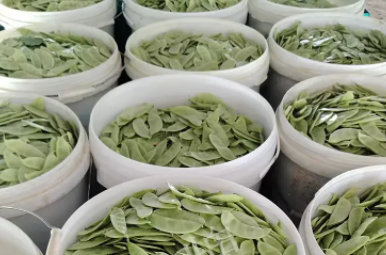 蔬菜種子種植戶客戶點評-時隔20年，我再種這個品種，大家來看看，怎么樣？