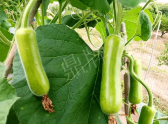 蔬菜種子種植戶客戶點評-科研人員發(fā)誓研究的一個抗高溫品種，您可能需要！