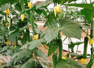 蔬菜種子種植戶客戶點評-一株結瓜30多個，價錢好，賺了！