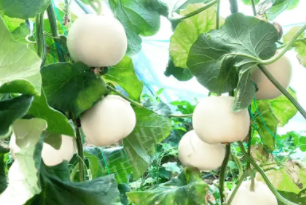 蔬菜種子種植戶客戶點評-丁老板說：種植這個品種，獲得了滿意的收入，確實“爽歪歪”