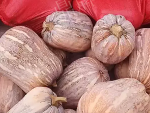 蔬菜種子種植戶客戶點評-今年，這個南瓜品種刷新了我的認知！您遇到過這種情況嗎？