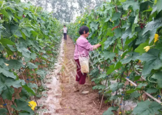 蔬菜種子種植戶客戶點評-85歲老奶奶，還是種植基地的領頭人，做的怎么樣？一起去看看…