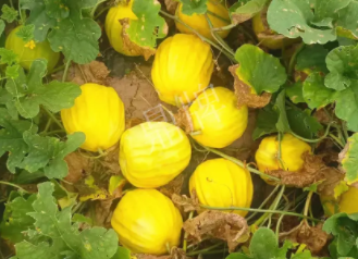蔬菜種子種植戶客戶點評-瓜農說：“還得是這個品種?。　?，什么品種讓種植戶如此感慨？